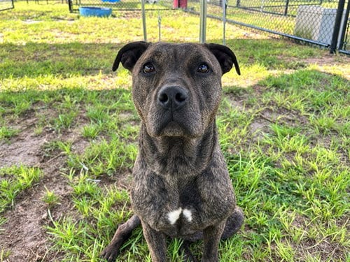 Photo of Zara, adoptable American Pit Bull Terrier in Ocala, Florida
