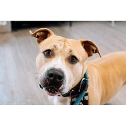 Photo of Clover, adoptable Mixed Breed (Medium) in New Castle, Delaware