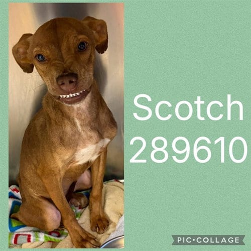 Photo of Scotch, adoptable Pit Bull Terrier in Macon, Georgia