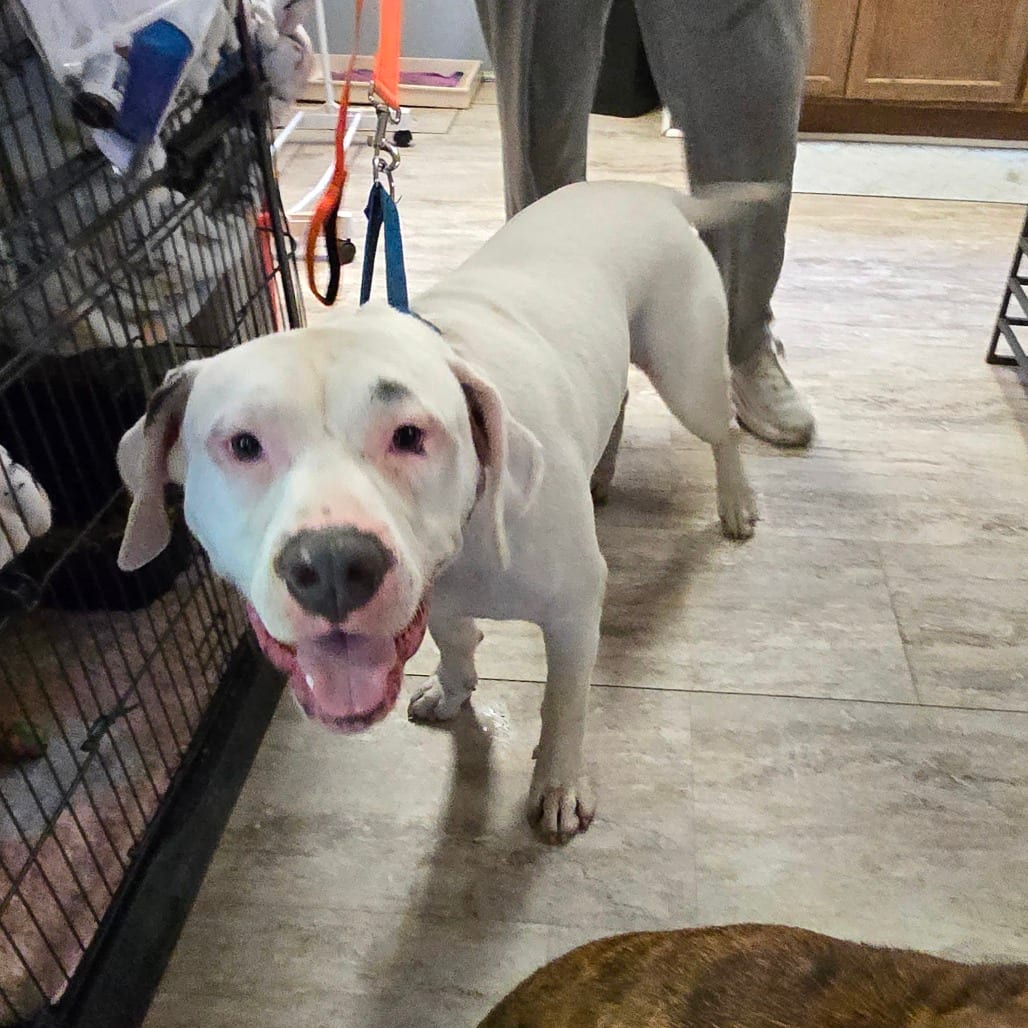 Photo of Cain, adoptable Bulldog, American in Hinesville, Georgia