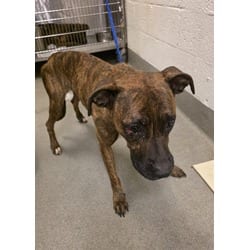 Photo of Dulce, adoptable Terrier (Unknown Type, Medium) in Doral, Florida