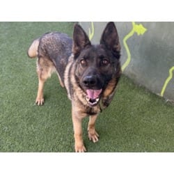 Photo of Felina, adoptable German Shepherd Dog in Chatsworth, California
