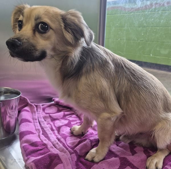 Photo of D Wexly, adoptable Small Terrier Cross cross in Lawrenceville, Georgia