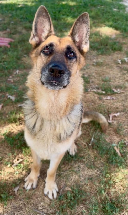 Photo of Sweet Esme, adoptable German Shepherd Dog in Crystal, Minnesota
