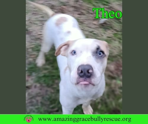 Photo of Theo, adoptable Hound in Milton, Florida
