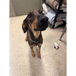 Photo of Flower, adoptable Doberman Pinscher in Jurupa Valley, California