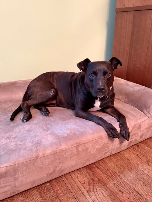 Photo of Gloria Girl, adoptable Staffordshire Bull Terrier in Brewster, New York