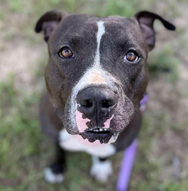 Photo of Roscoe, adoptable dog in Palmetto, Florida