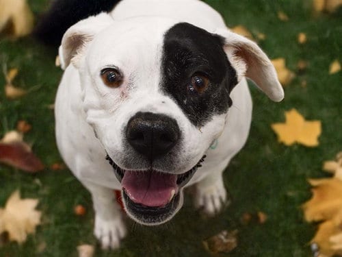 Photo of Fiona, adoptable Pit Bull Terrier in Denver, Colorado