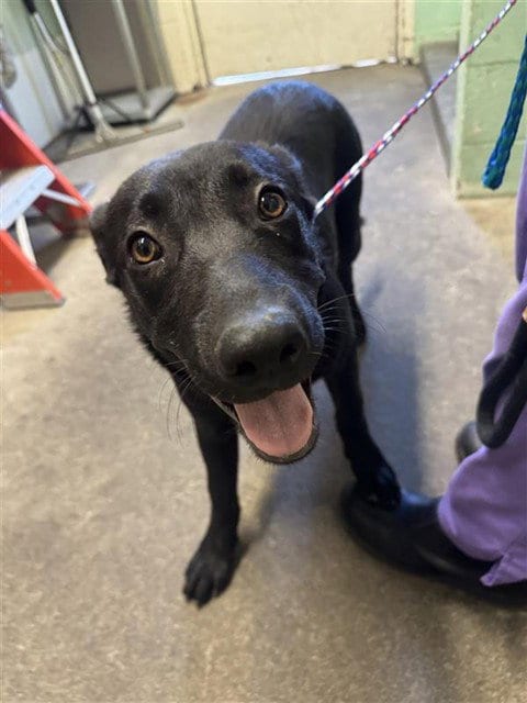 Photo of Maddoxx, adoptable Labrador Retriever in Sacramento, California