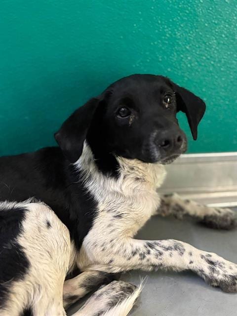 Photo of A256578, adoptable Border Collie in Visalia, California