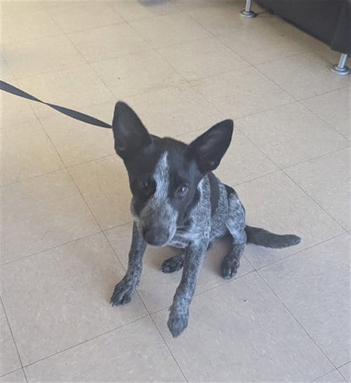 Photo of Fido, adoptable Australian Cattle Dog/Blue Heeler in Killeen, Texas