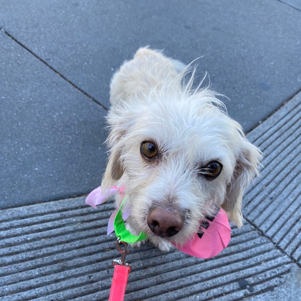 Photo of Cherry, adoptable Terrier / Mix in San Francisco, California