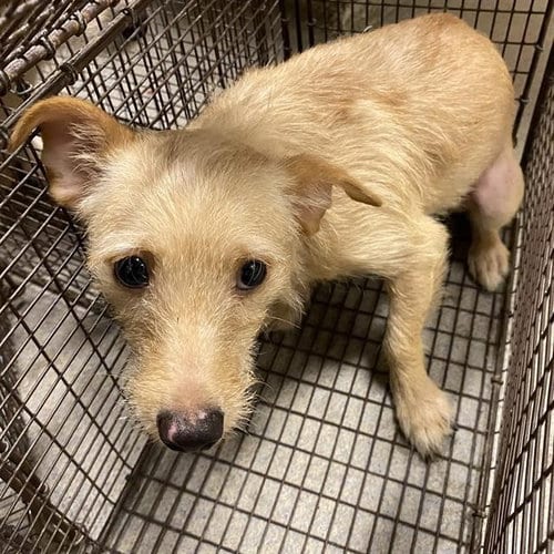 Photo of A614798, adoptable Dachshund in Modesto, California