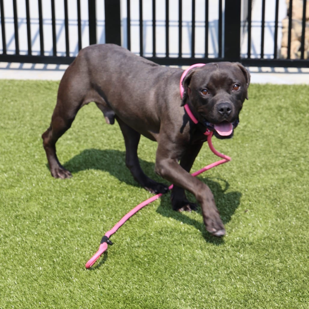 Photo of Zac, adoptable Terrier, American Staffordshire in Spartanburg, South Carolina