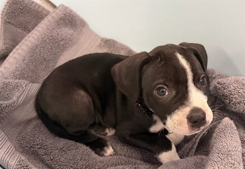 Photo of Grover, adoptable Pit Bull Terrier in Baldwin Park, California
