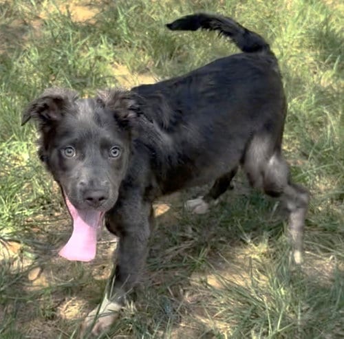 Photo of Diamond, adoptable Terrier in Wetumpka, Alabama