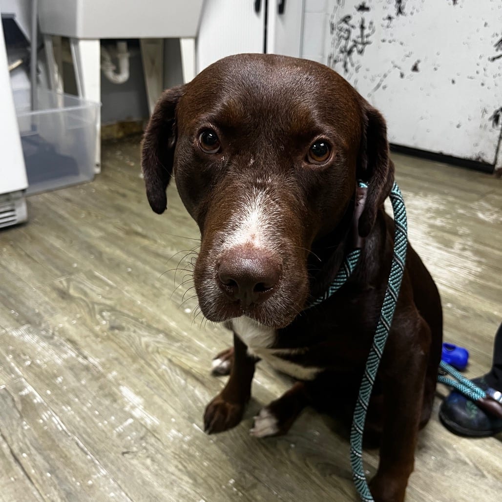 Photo of Wilson, adoptable Mixed Breed (Large) in Summerville, South Carolina
