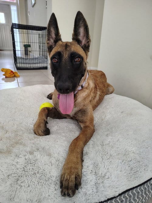 Photo of Divi - Located in Florida, adoptable Belgian Shepherd Malinois in Imlay City, Michigan