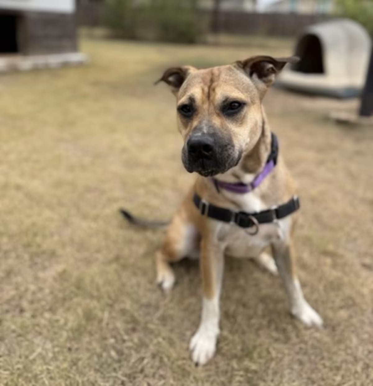 Photo of Dixie 9-4-25, adoptable German Shepherd Dog/Terrier (Unknown Type, Medium) in Bulverde, Texas