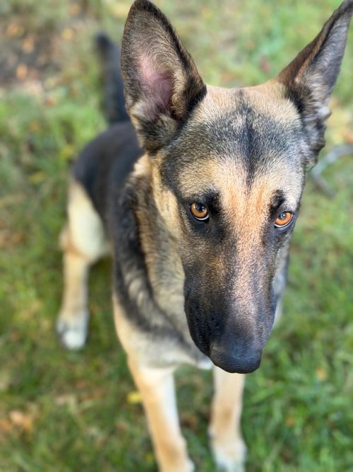 Photo of Abigale, adoptable German Shepherd Dog in Sandy, Utah