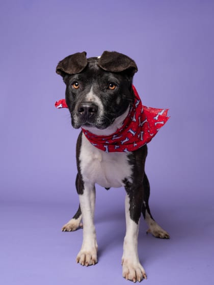 Photo of Mannie, adoptable dog in Atlanta, Georgia