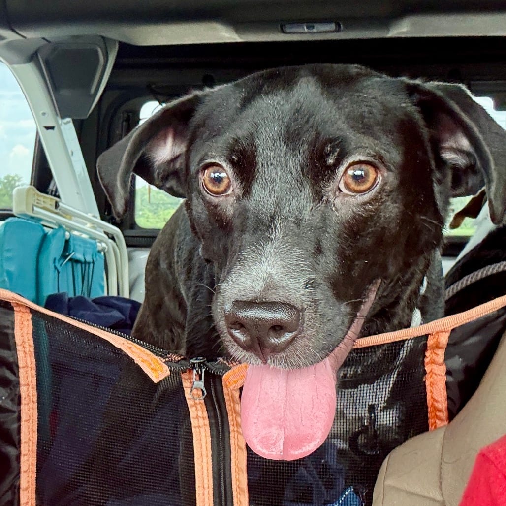 Photo of Seaweed FC AV, adoptable Mixed Breed (Medium) in Union, Missouri