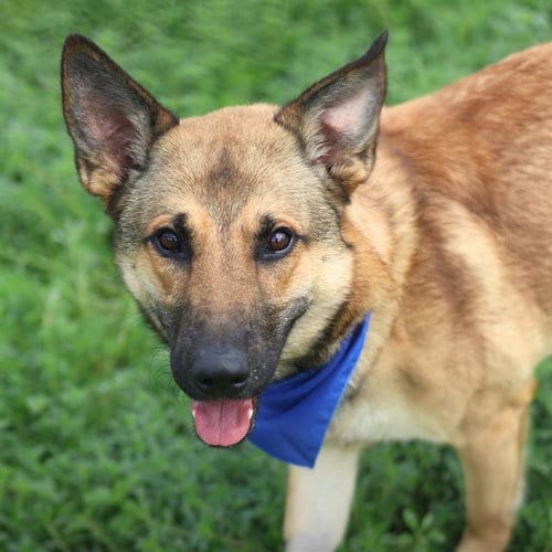 Photo of Leo, adoptable German Shepherd Dog in San Antonio, Texas