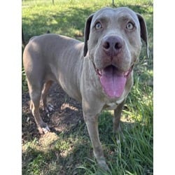 Photo of Boba Fetch, adoptable American Pit Bull Terrier in Texas City, Texas