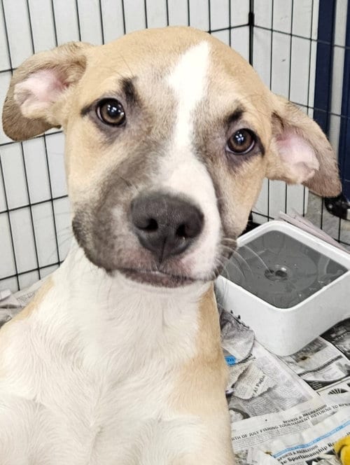 Photo of Andrew, adoptable Terrier in Royal Palm Beach, Florida