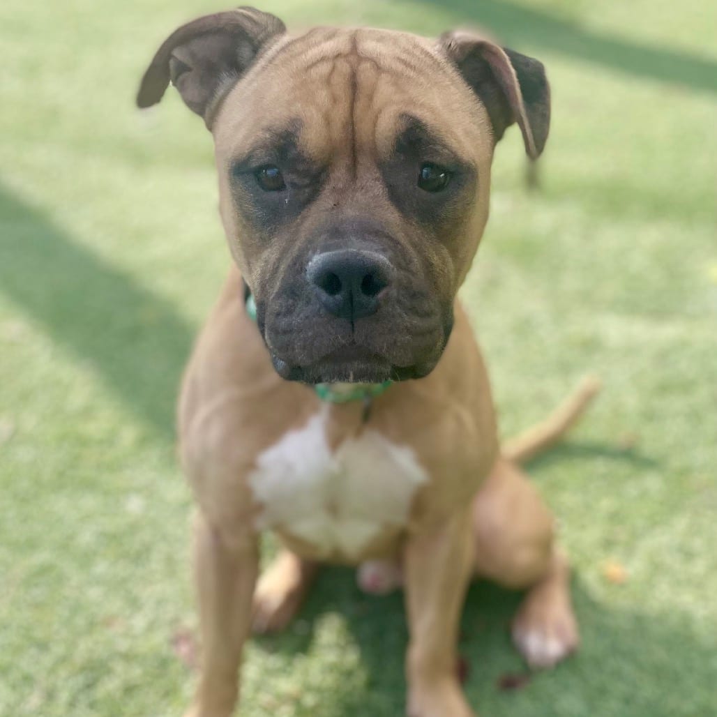 Photo of Zuko, adoptable Bully, American / Mix in Henderson, Nevada