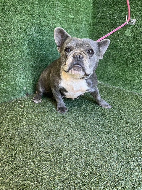 Photo of Pinky, adoptable French Bulldog in Lancaster, California