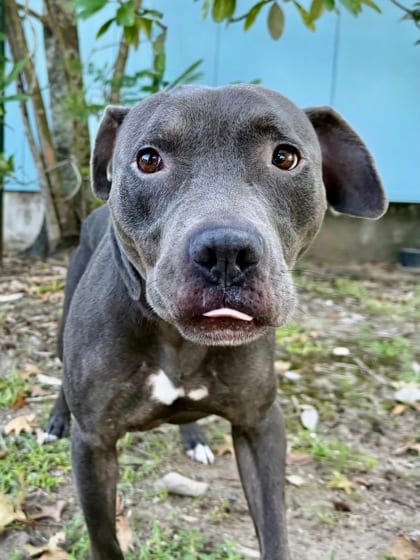 Photo of Moranis, adoptable Terrier in New Orleans, Louisiana