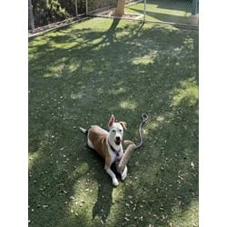 Photo of Zilli, adoptable American Staffordshire Terrier in Chatsworth, California