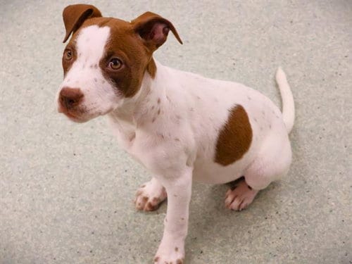 Photo of Polly, adoptable English Pointer in Tallahassee, Florida