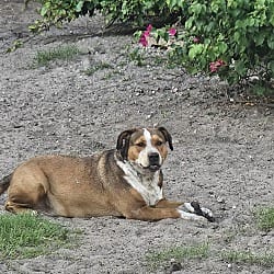 Photo of Belle, adoptable Beagle in Riverview, Florida