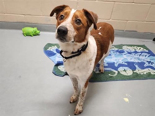 Photo of Bolt, adoptable Australian Cattle Dog/Blue Heeler in Tacoma, Washington