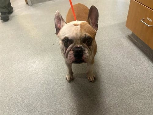 Photo of Donatello, adoptable French Bulldog in Orange, California