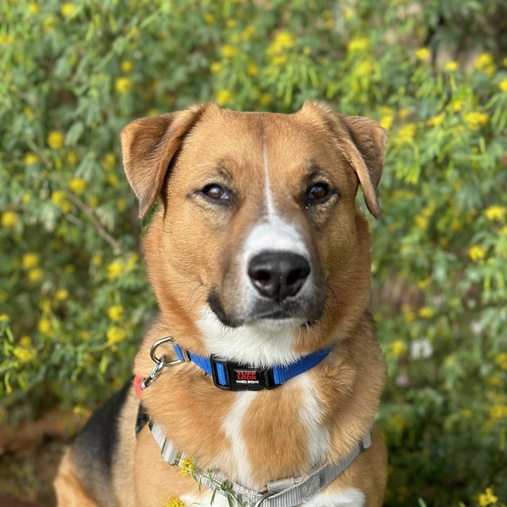 Photo of Dr. Seuss, adoptable Shepherd / Cattle Dog, Australian (Red Heeler) in Kanab, Utah