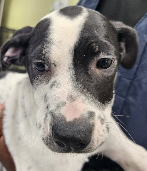 Photo of Slinky, adoptable Hound in Royal Palm Beach, Florida