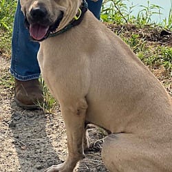 Photo of Roseanne, adoptable Black Mouth Cur in Kensett, Arkansas