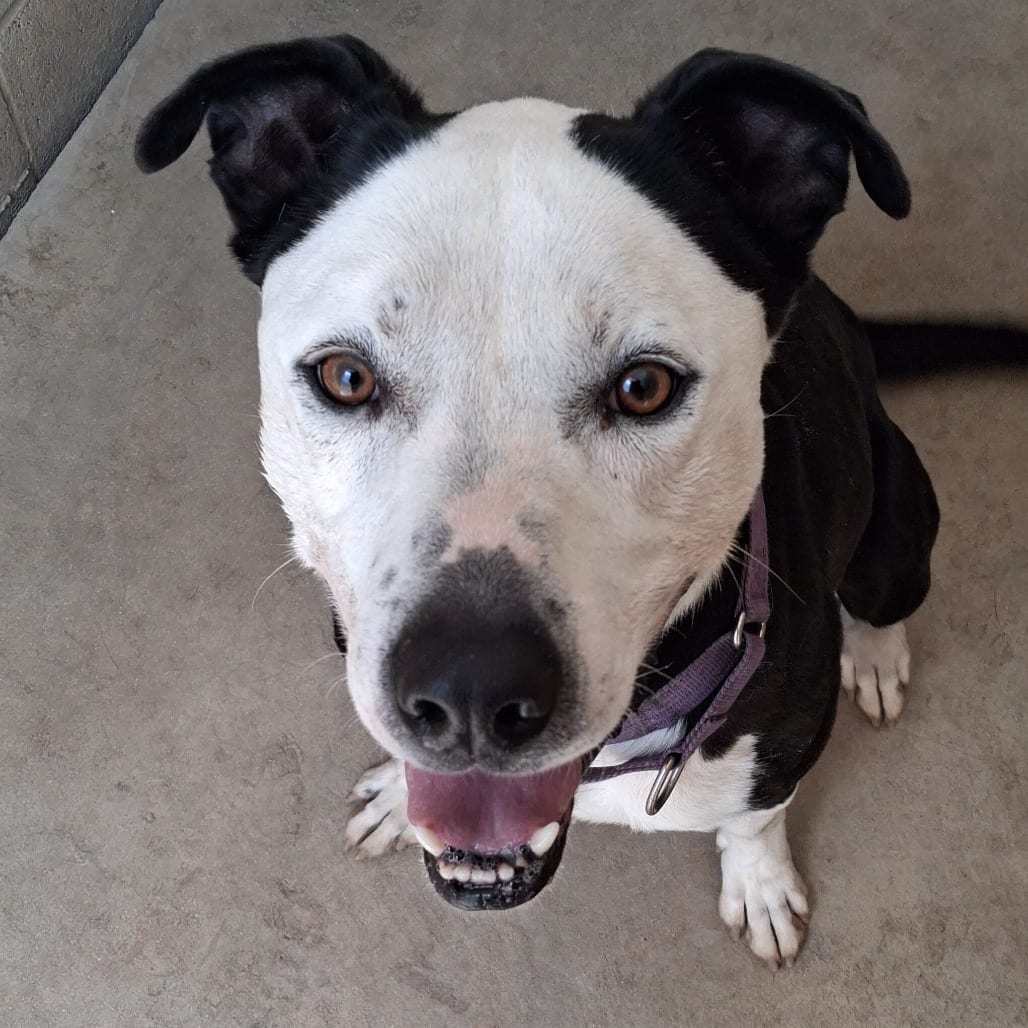 Photo of Nik, adoptable Great Dane / Mixed Breed (Large)