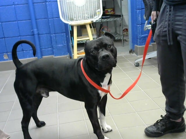 Photo of Anubus Sybaris, adoptable American Pit Bull Terrier in Albuquerque, New Mexico