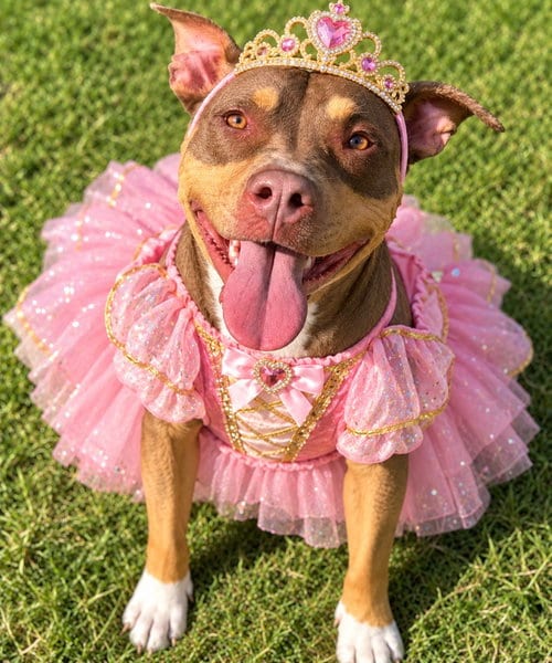 Photo of Shuga, adoptable Pit Bull Terrier in Great Bend, Kansas