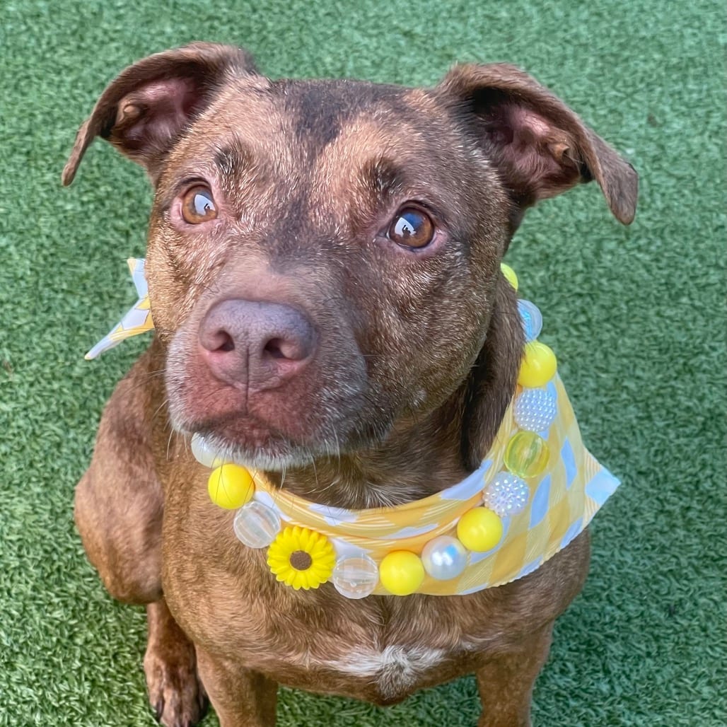 Photo of Cali, adoptable Terrier, Pit Bull in Jacksonville, North Carolina