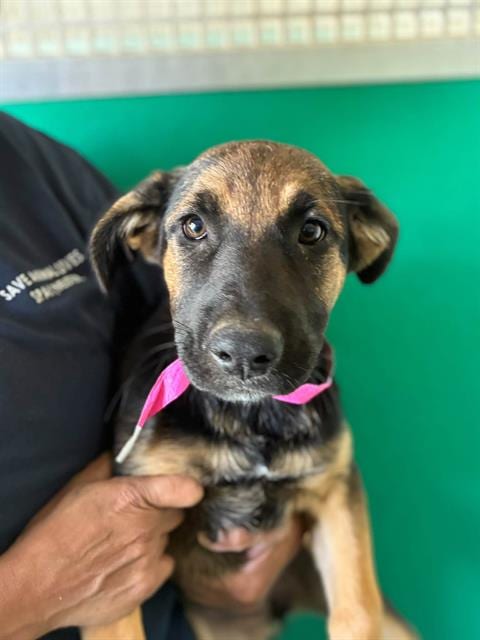 Photo of Moana, adoptable German Shepherd Dog in Visalia, California