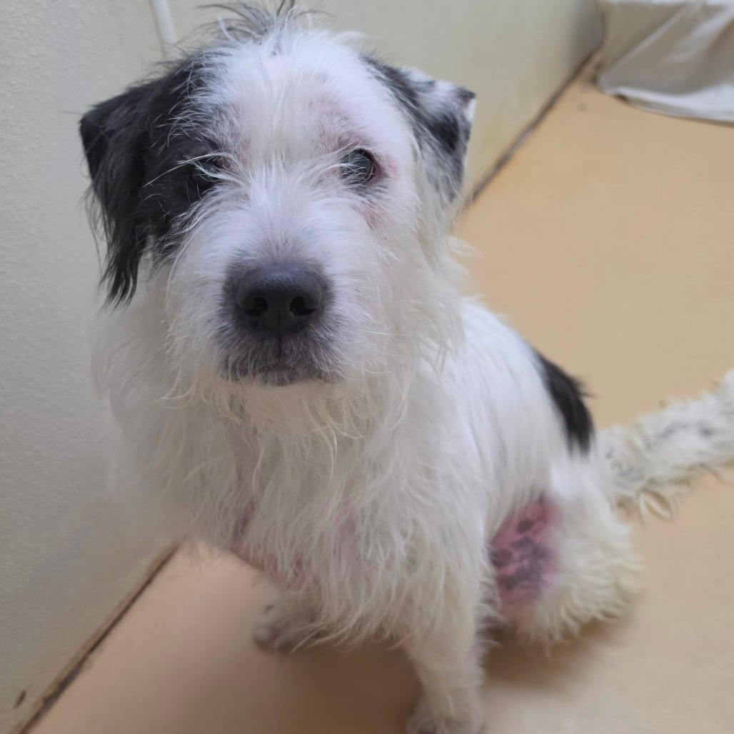 Photo of Snoopy - City of Industry Location, adoptable Terrier / Mixed Breed (Medium)