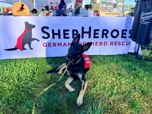 Photo of Otti, adoptable German Shepherd Dog in West Sacramento, California