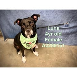 Photo of Luna, adoptable American Pit Bull Terrier in Chatsworth, California