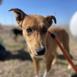 Photo of Louise, adoptable Collie in Chattanooga, Tennessee